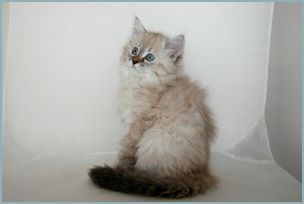 Female Siberian Kitten from Deedlebug Siberians